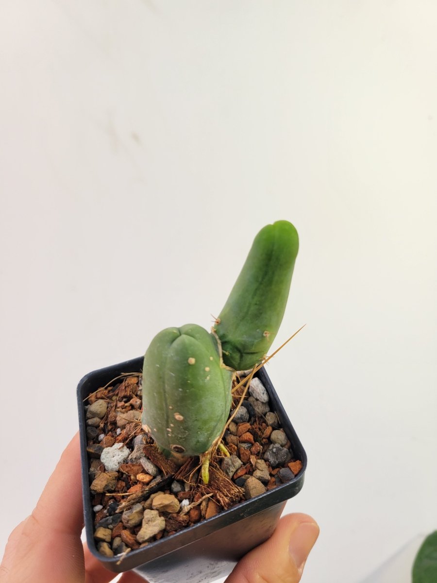 Trichocereus Bridgesii Monstrose - Nice Plants Good Pots