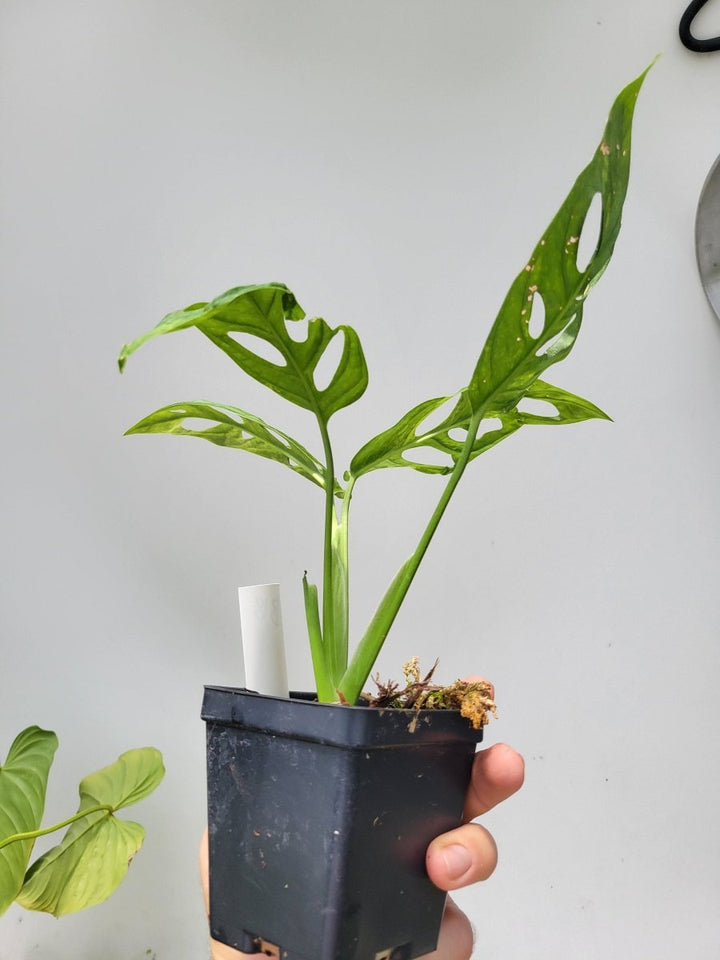 Variegated Monstera Adansonii Mint - Nice Plants Good Pots