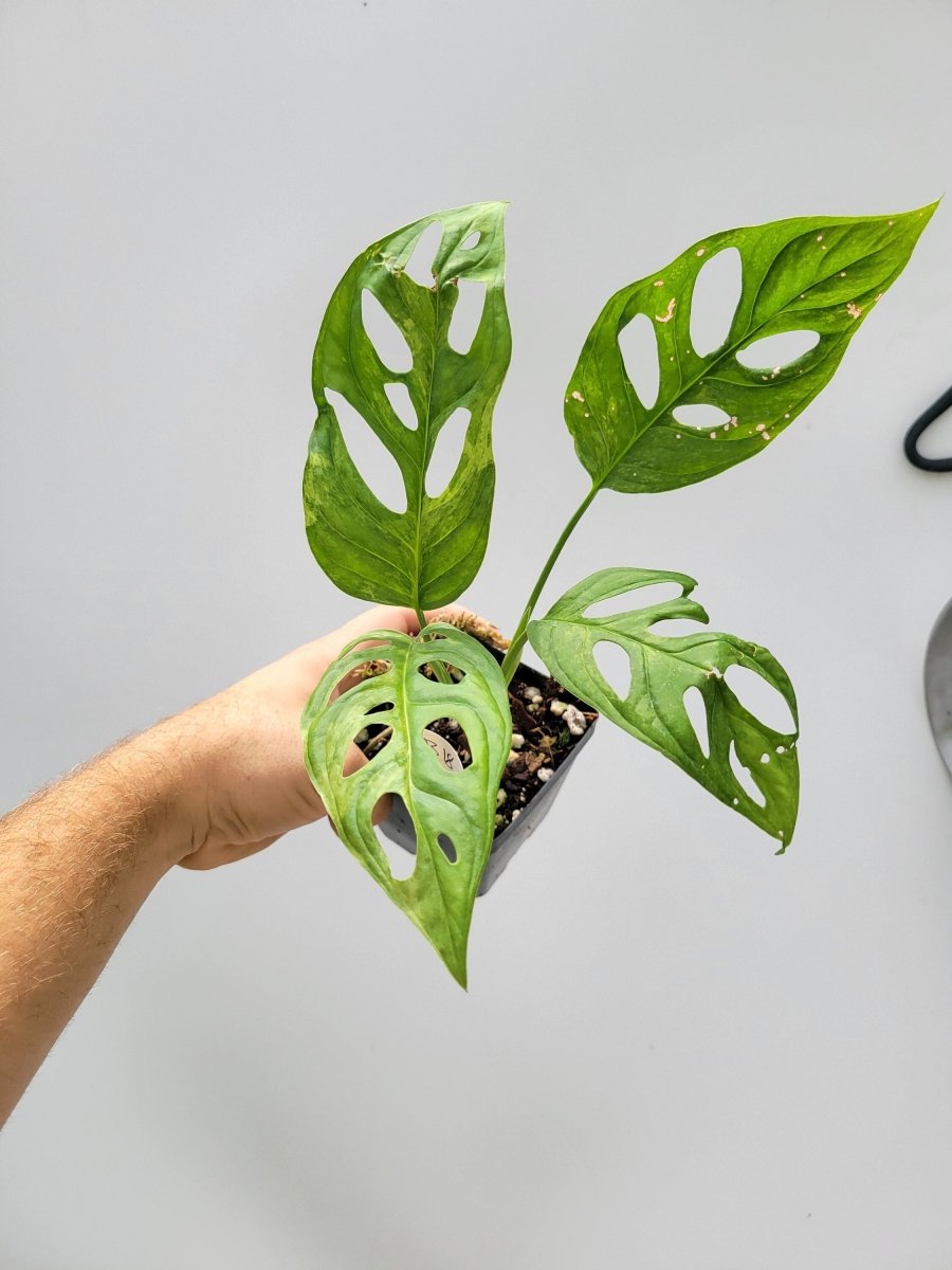 Variegated Monstera Adansonii Mint - Nice Plants Good Pots