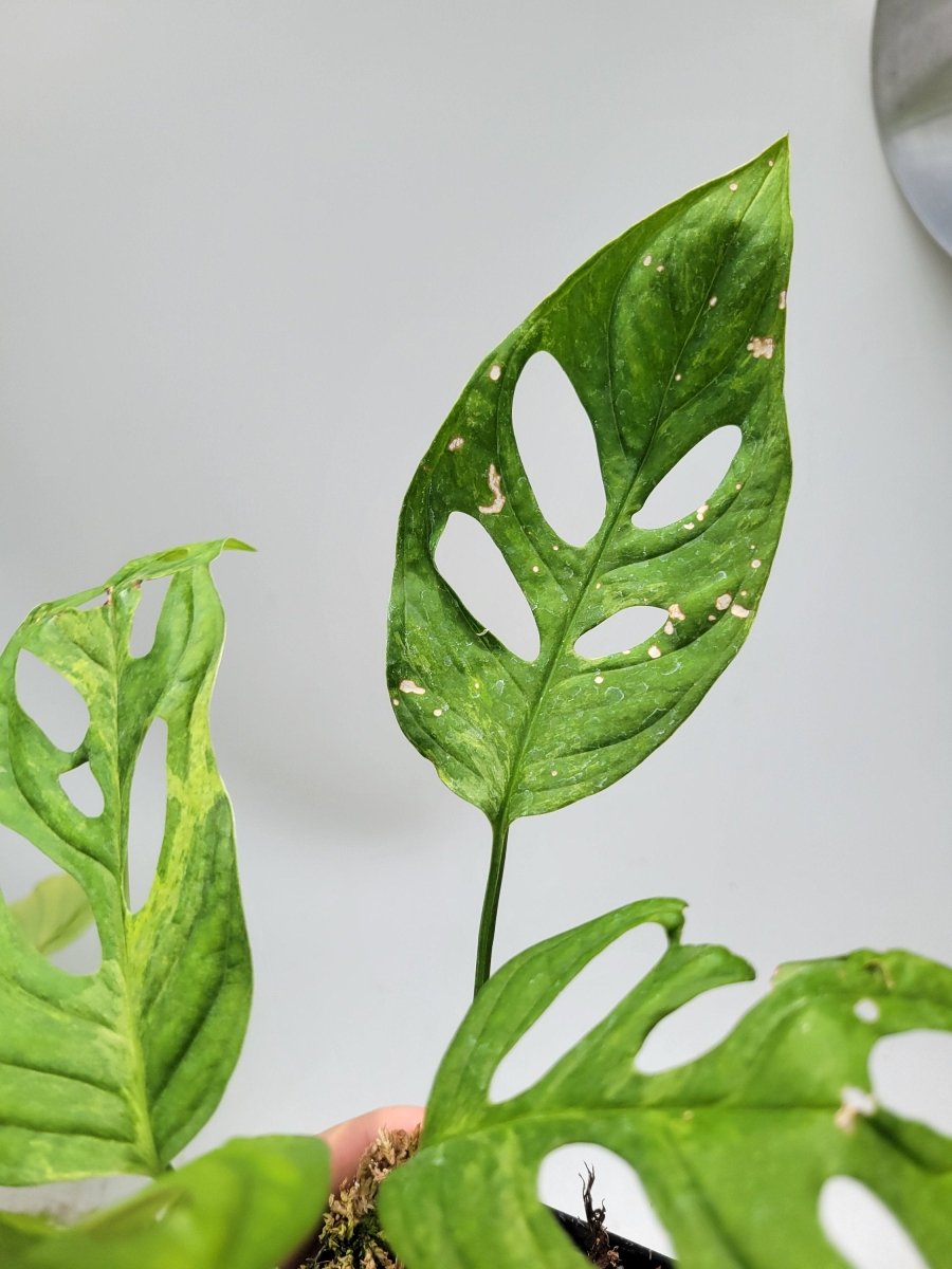 Variegated Monstera Adansonii Mint - Nice Plants Good Pots