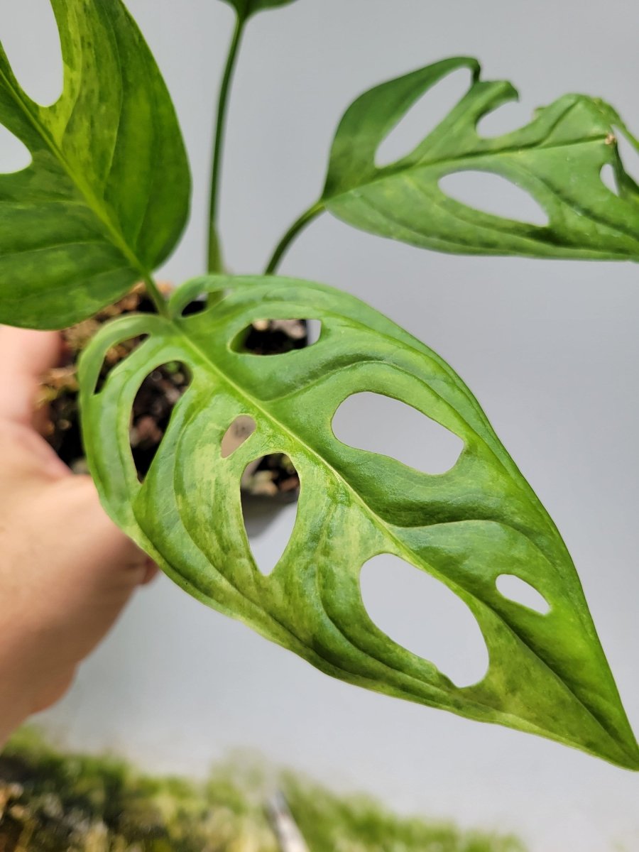 Variegated Monstera Adansonii Mint - Nice Plants Good Pots