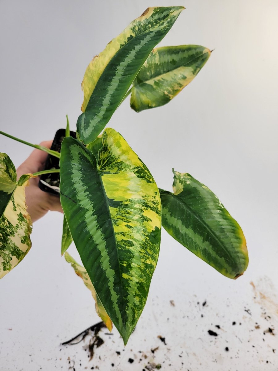 Variegated Schismatoglottis Wallichii - Nice Plants Good Pots