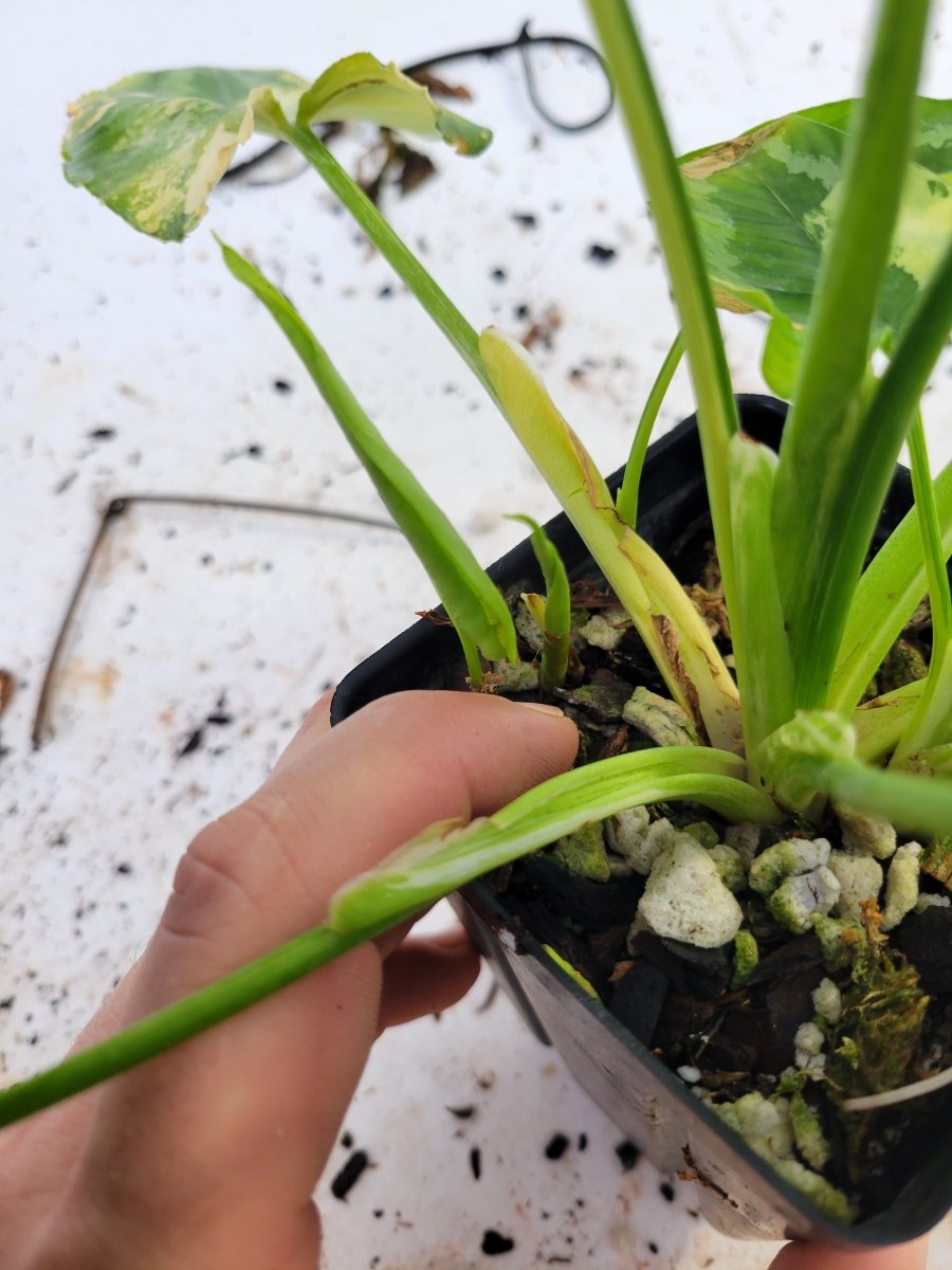 Variegated Schismatoglottis Wallichii - Nice Plants Good Pots