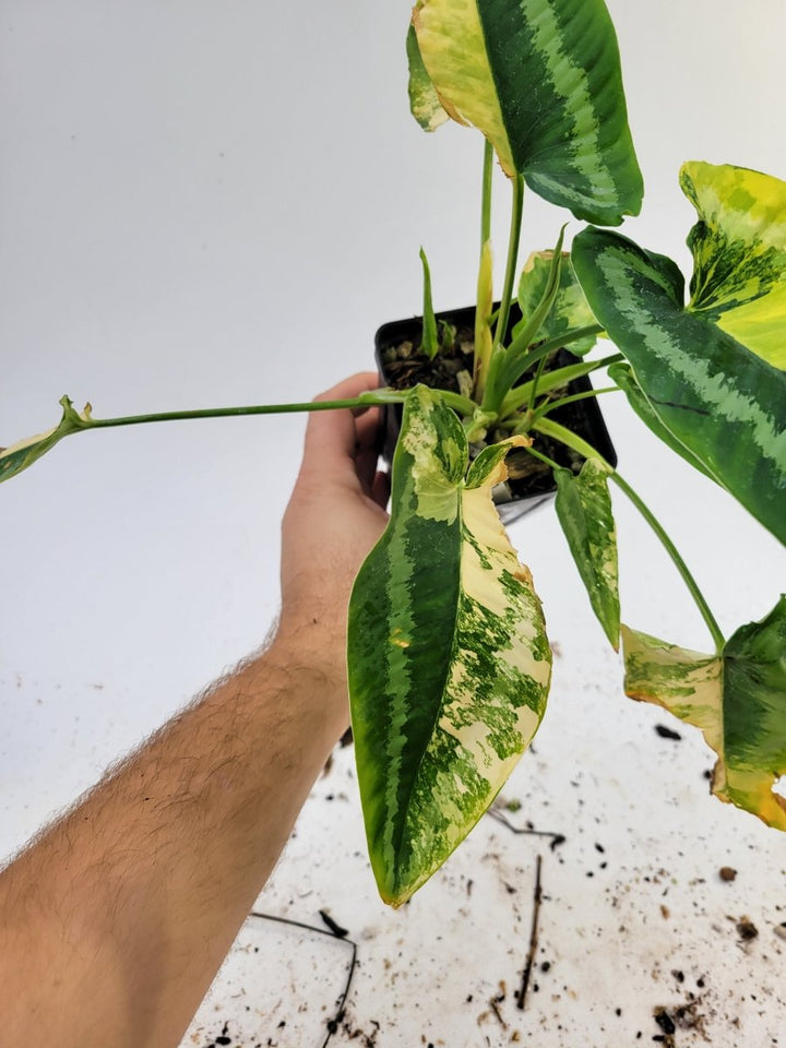 Variegated Schismatoglottis Wallichii - Nice Plants Good Pots