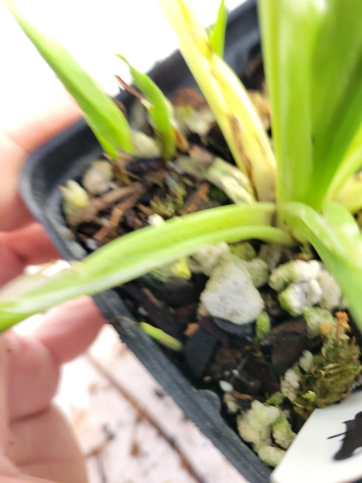 Variegated Schismatoglottis Wallichii - Nice Plants Good Pots