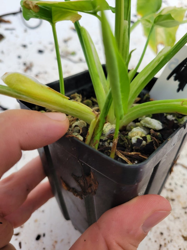 Variegated Schismatoglottis Wallichii - Nice Plants Good Pots