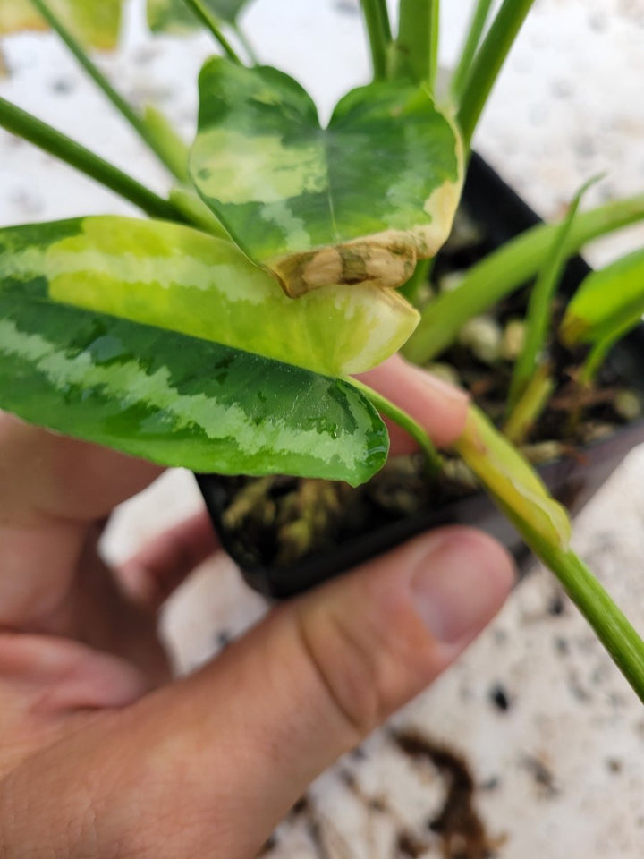 Variegated Schismatoglottis Wallichii - Nice Plants Good Pots