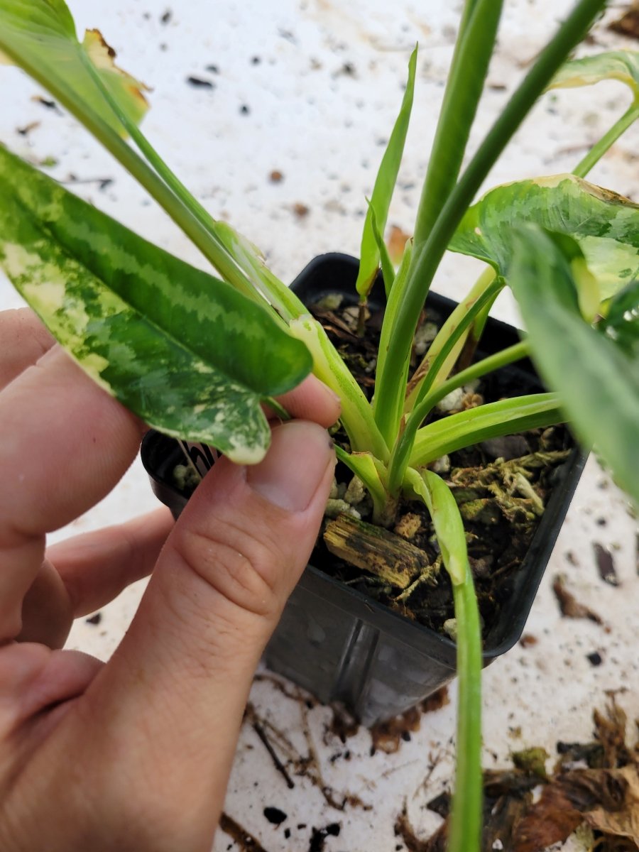 Variegated Schismatoglottis Wallichii - Nice Plants Good Pots