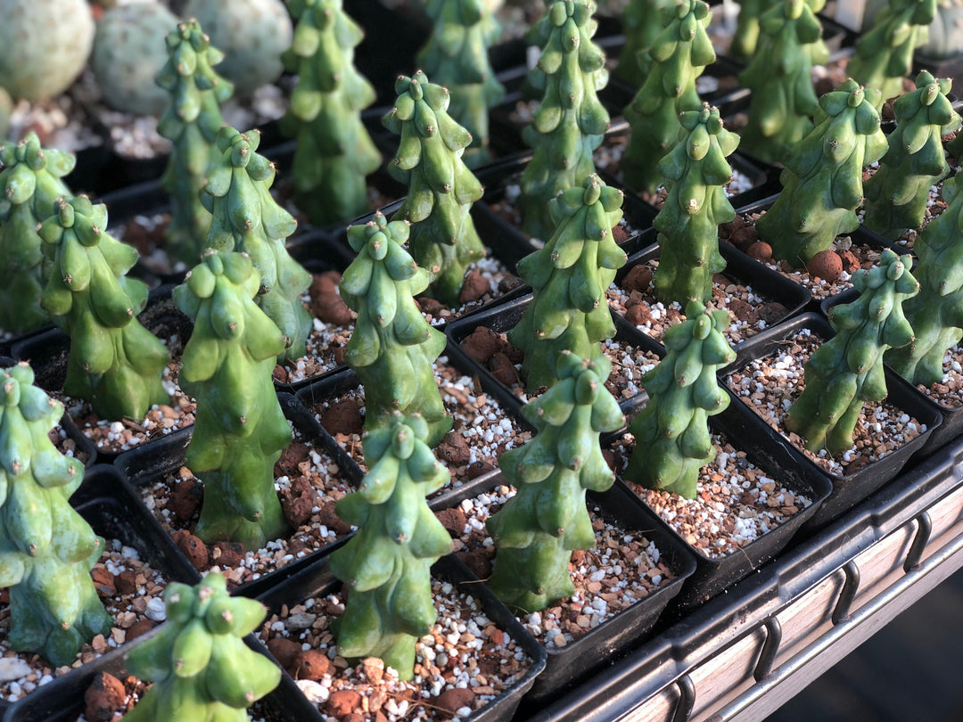 Myrtillocactus Geometrizans  Fukurokuryuzinboku,  Boobie cactus , Large size  4-5” US Seller, Growers Choice - Nice Plants Good Pots