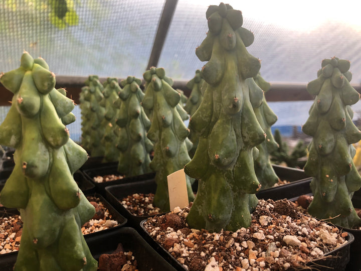 Myrtillocactus Geometrizans Fukurokuryuzinboku,  Boobie cactus , Large size, rooted ,  5-6.5” US Seller, Growers Choice - Nice Plants Good Pots