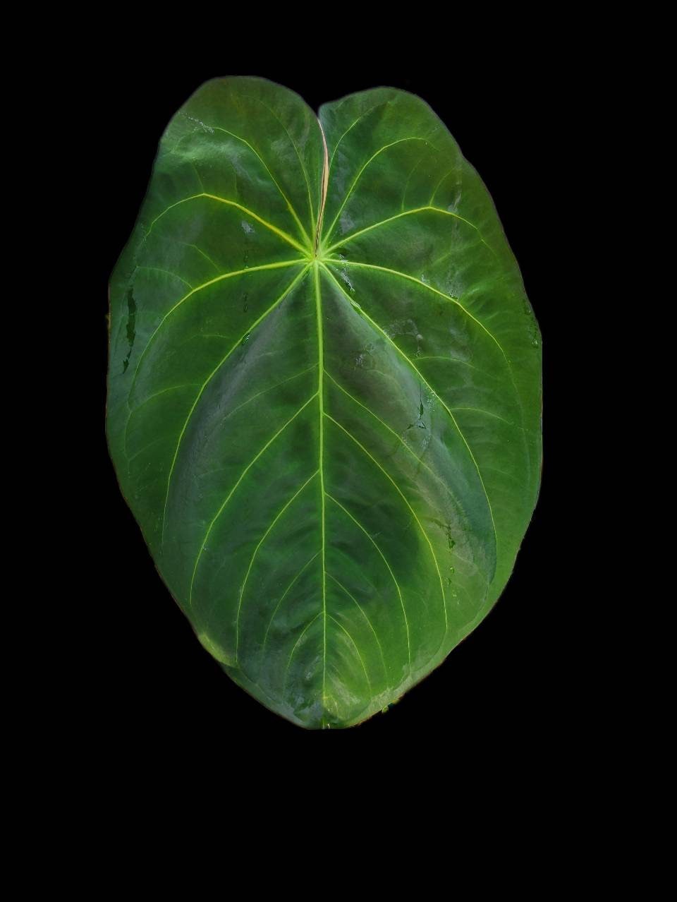 Anthurium Hoffmannii X  Luxurians , New Hybrid by NPGP, exact plant pictured,  seed Grown. US seller,  #C43 - Nice Plants Good Pots