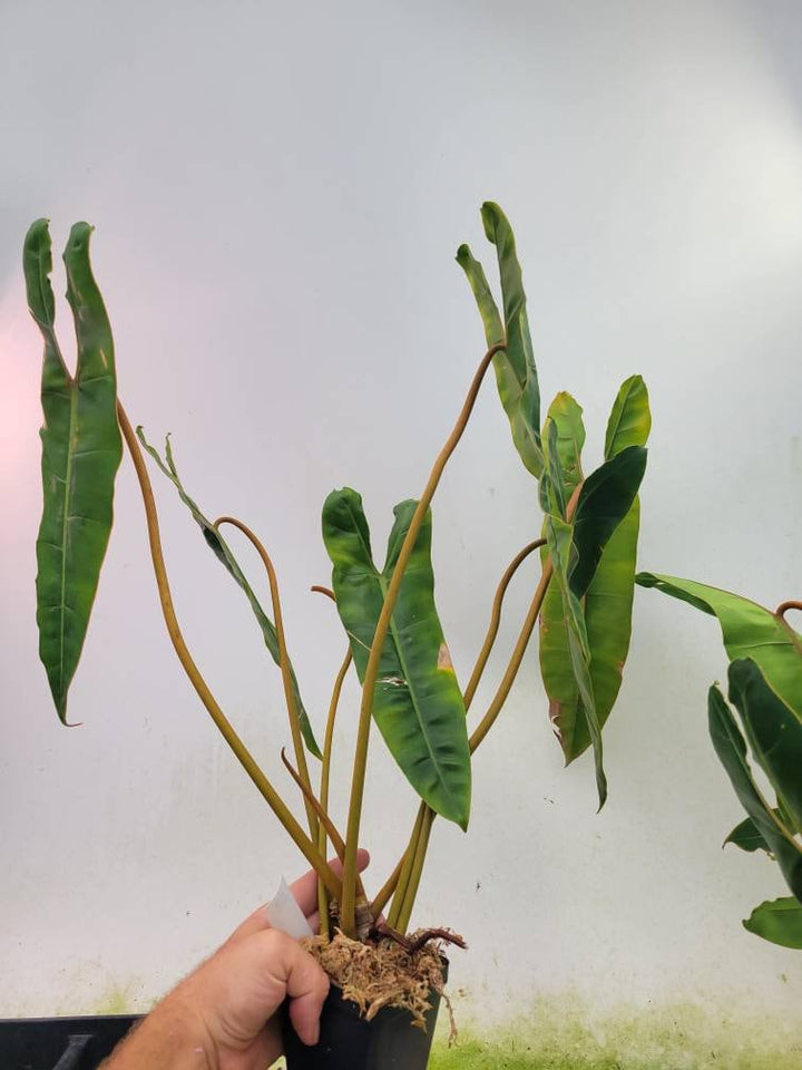 Philodendron Billietiae. XL  over 2 foot tall,  Mature established plant, Exact plant pictured  US Seller #B1