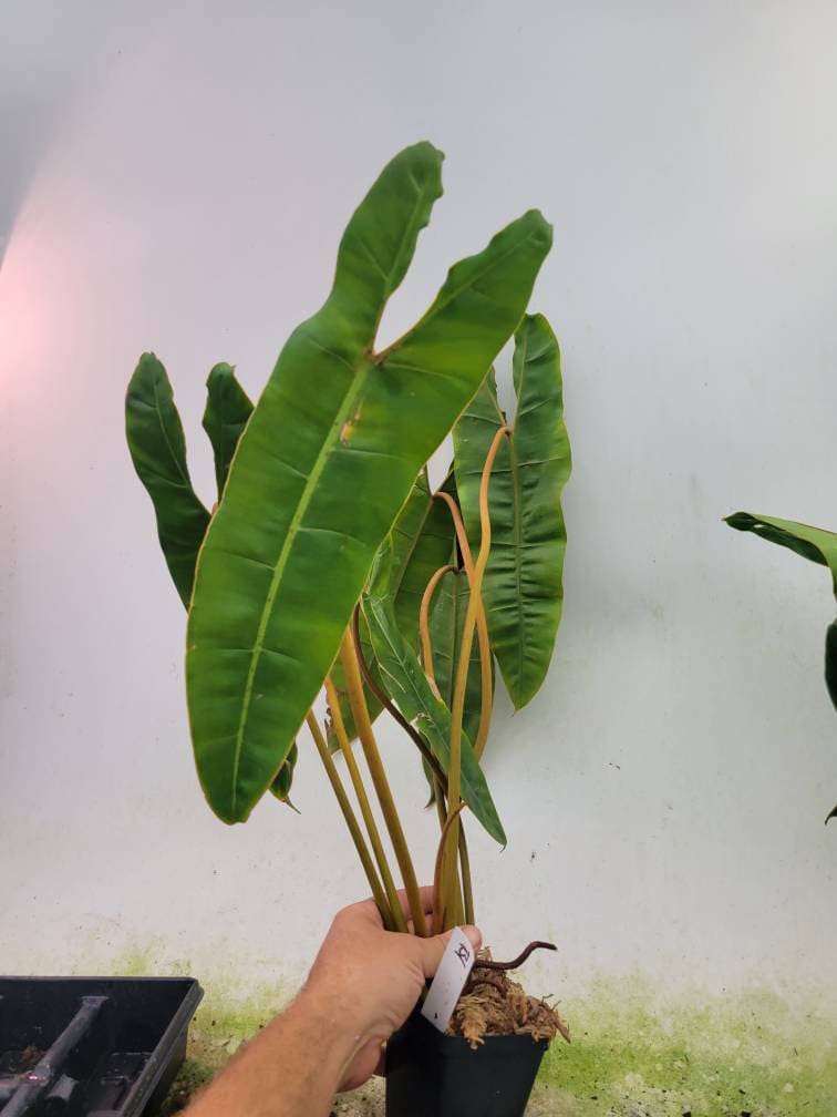 Philodendron Billietiae. XL  over 2 foot tall,  Mature established plant, Exact plant pictured  US Seller #B1