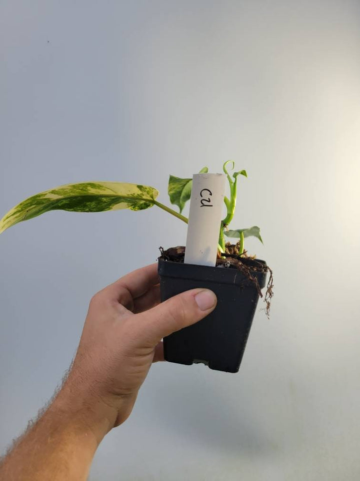 Philodendron Domesticum Variegata. high variegation. USA seller. C21