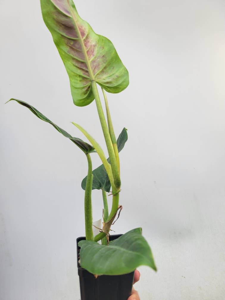 Philodendron Subhastatum Variegated , exaxt plant pictured  USA seller. C59