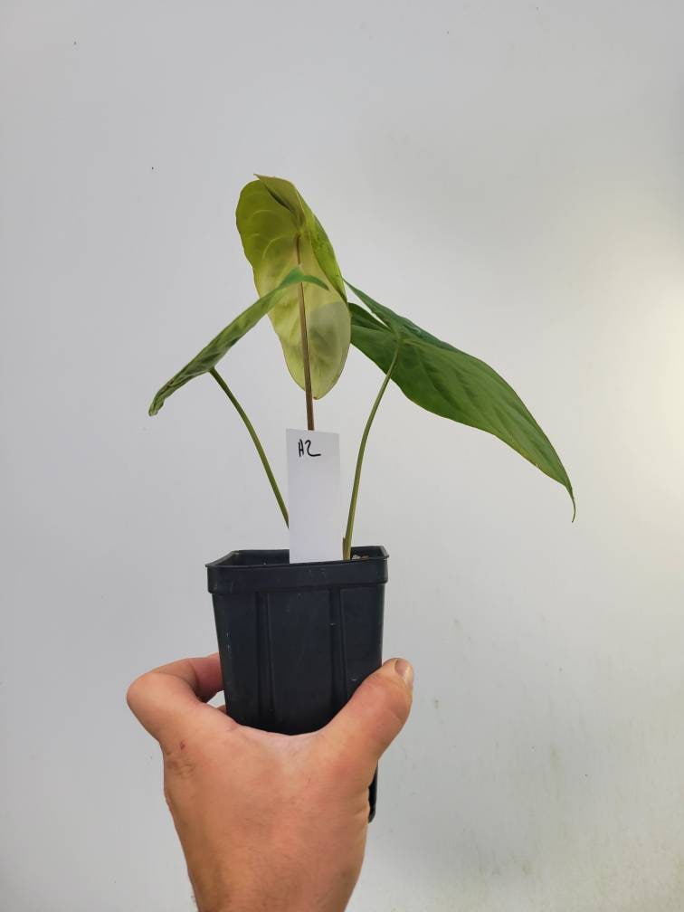 Anthurium Hoffmannii seedling F2 (self crossed)  . established ,exact plant pictured ,  seed Grown. US Seller #H3