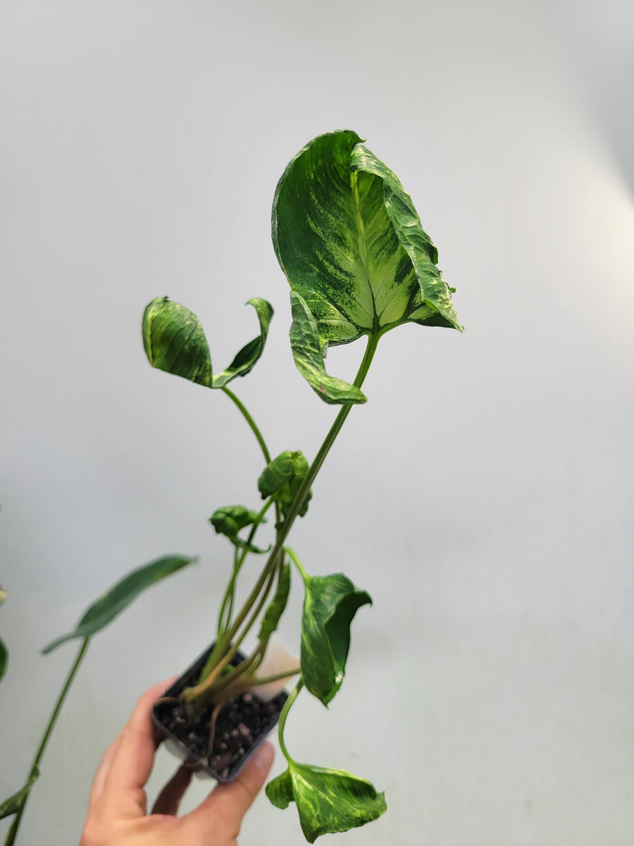 Syngonium Godzilla  US Seller  #C78 - Nice Plants Good Pots