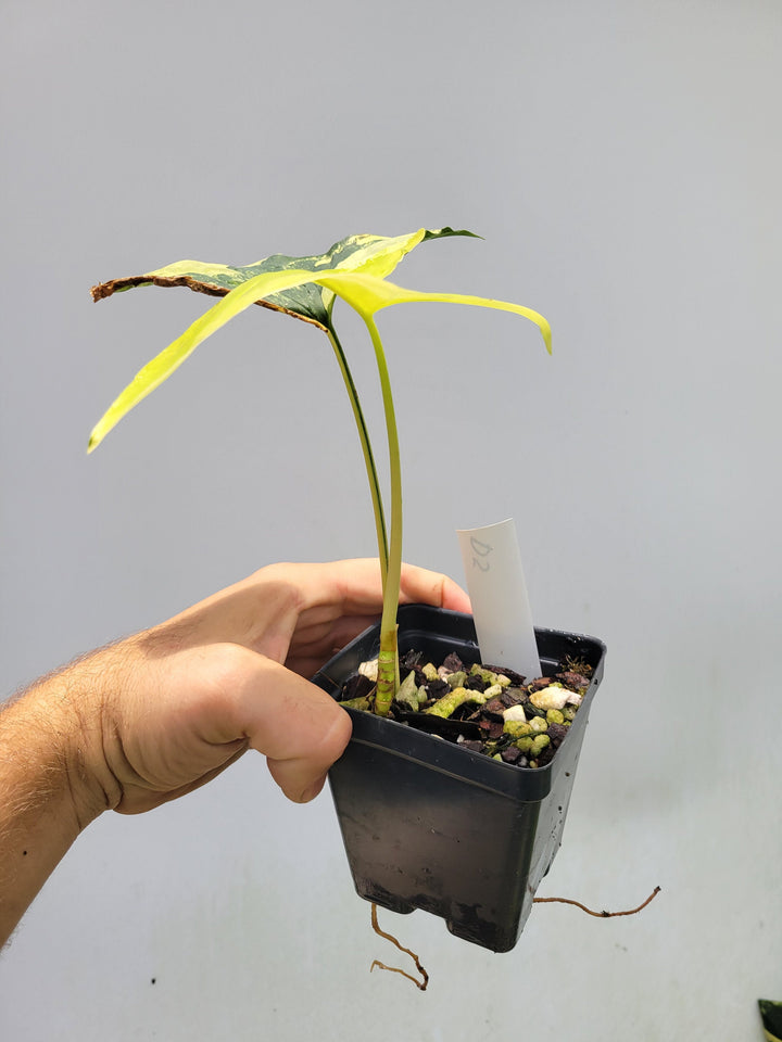 Syngonium Aurea, High variegation, US Seller #D05