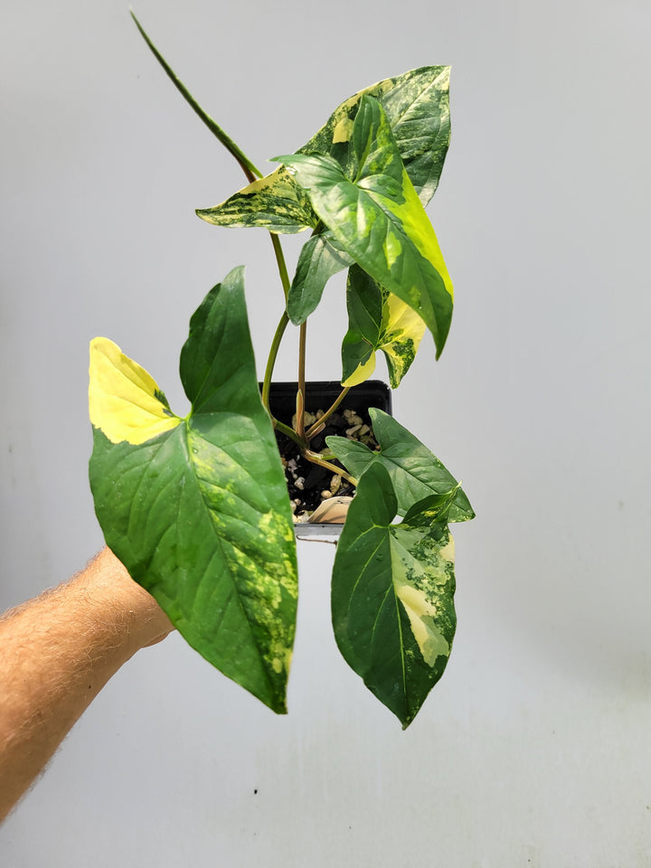 Xl Syngonium Aurea D04