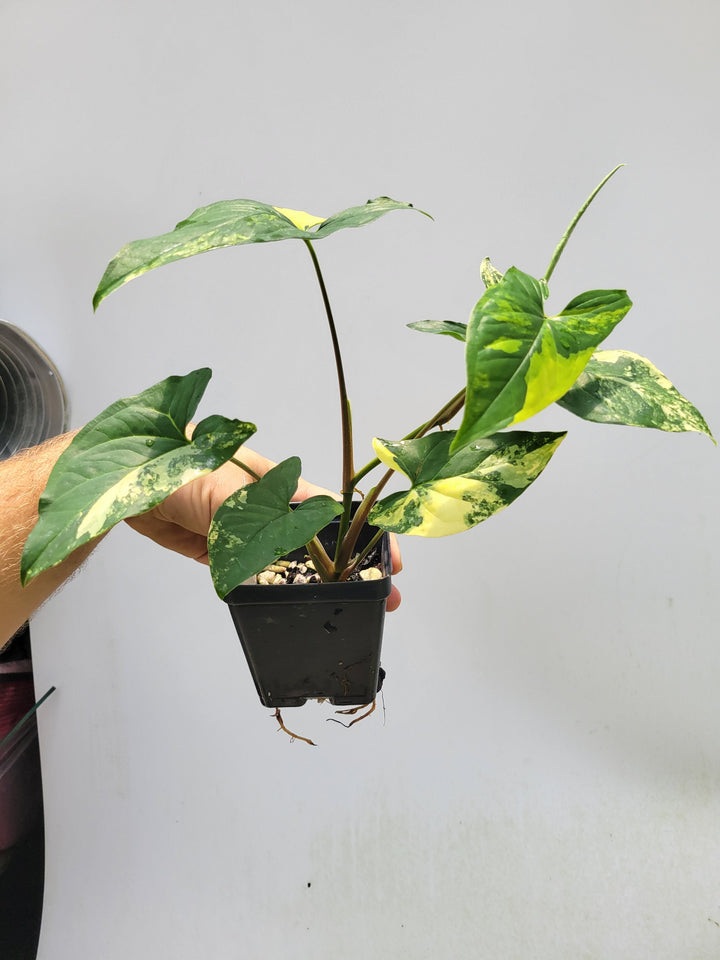 Xl Syngonium Aurea D04