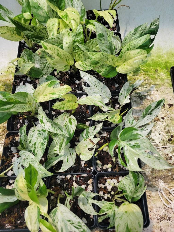 Epipremnum Pinnatum “marble” , Highly Variegated collector plant, starter plant, beautiful houseplant, Grower Choice , US seller