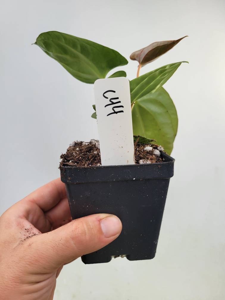 Anthurium Hoffmannii X  Luxurians , New Hybrid by NPGP, exact plant pictured,  seed Grown. US seller, #C44 - Nice Plants Good Pots