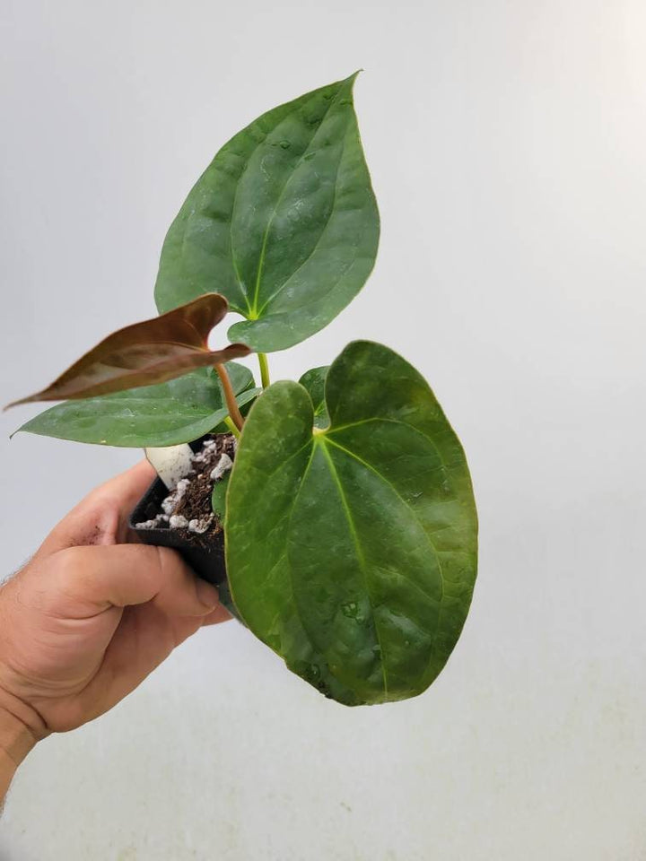 Anthurium Hoffmannii X  Luxurians , New Hybrid by NPGP, exact plant pictured,  seed Grown. US seller, #C44 - Nice Plants Good Pots
