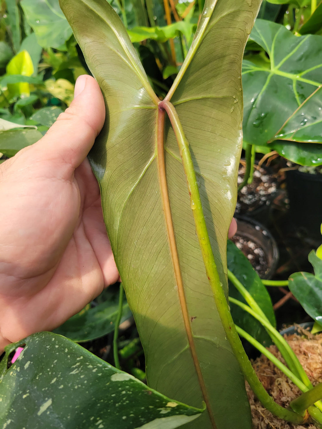 Philodendron Spiritus Sancti ,  Narrow Red Back form, US Seller #SS1.