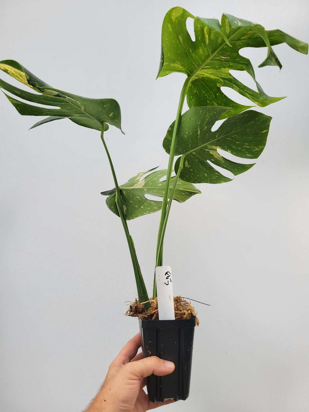 Monstera Thai Constellation, Nice XL size,  Highly variegated, Japanese Cultivar, exact plant pictured  US Seller #F62