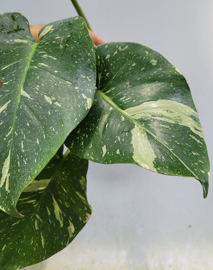 Monstera Thai Constellation, Nice XL size,  Highly variegated, Japanese Cultivar, exact plant pictured  US Seller #F68