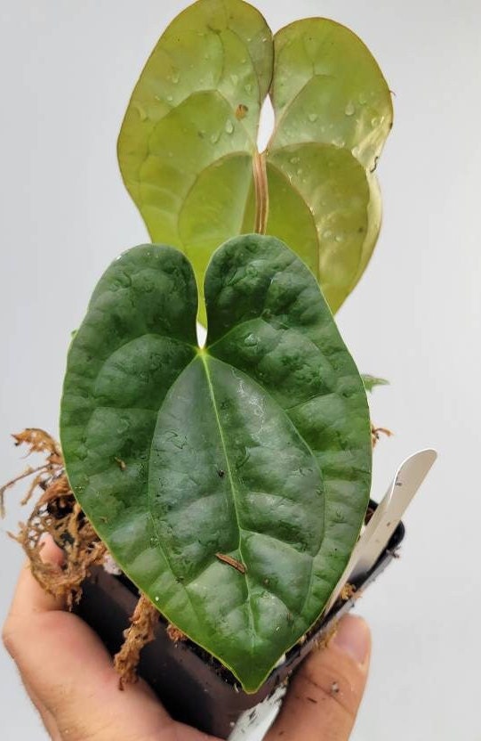 Anthurium Hoffmannii X  Luxurians , New Hybrid by NPGP, exact plant pictured,  seed Grown. US seller, #C35 - Nice Plants Good Pots