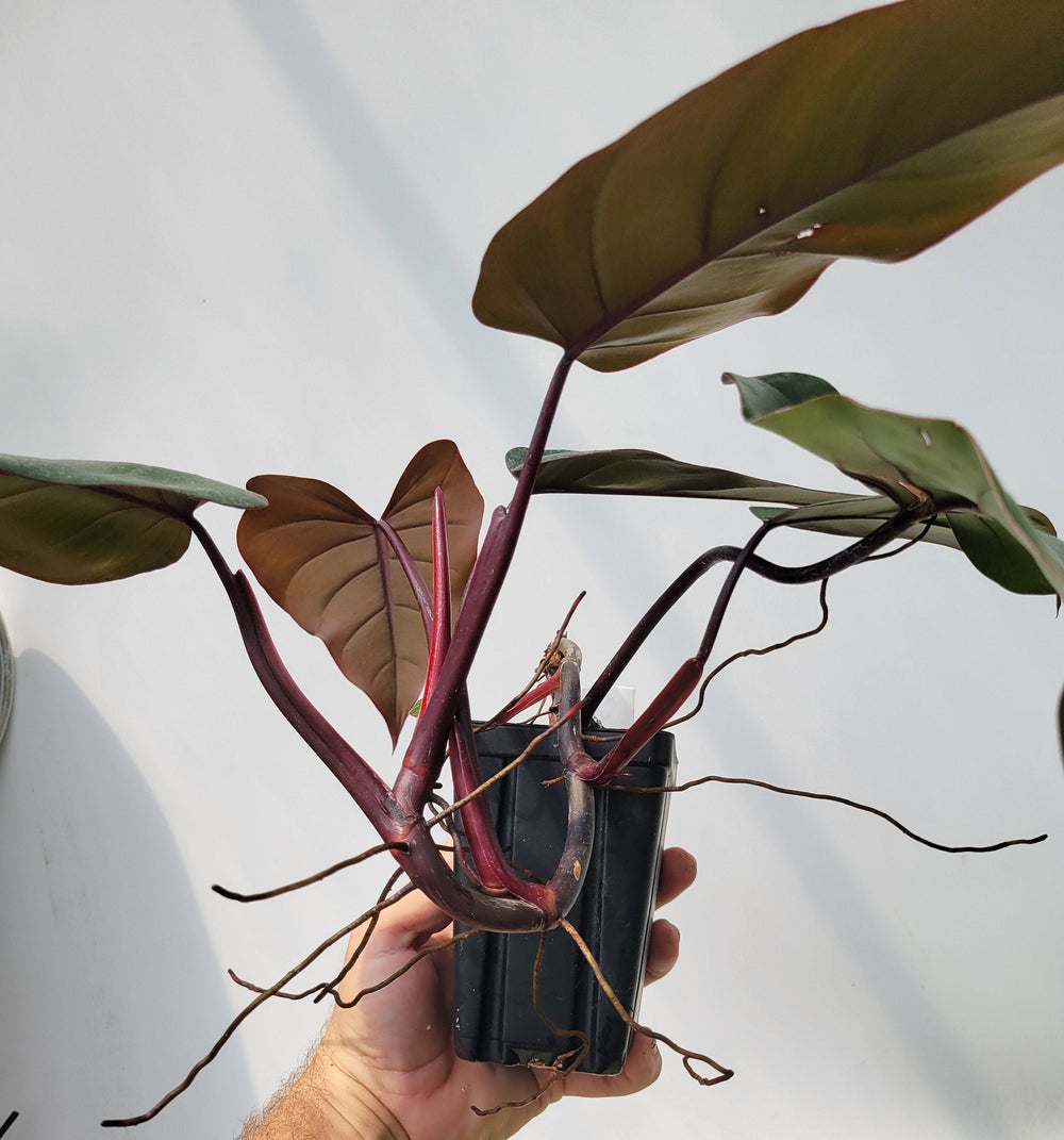 Philodendron Dark Lord, Nice Size,  Mature foliage, rooted and established,  exact plant pictured in 4&quot; pot ,US Seller #F36 - Nice Plants Good Pots