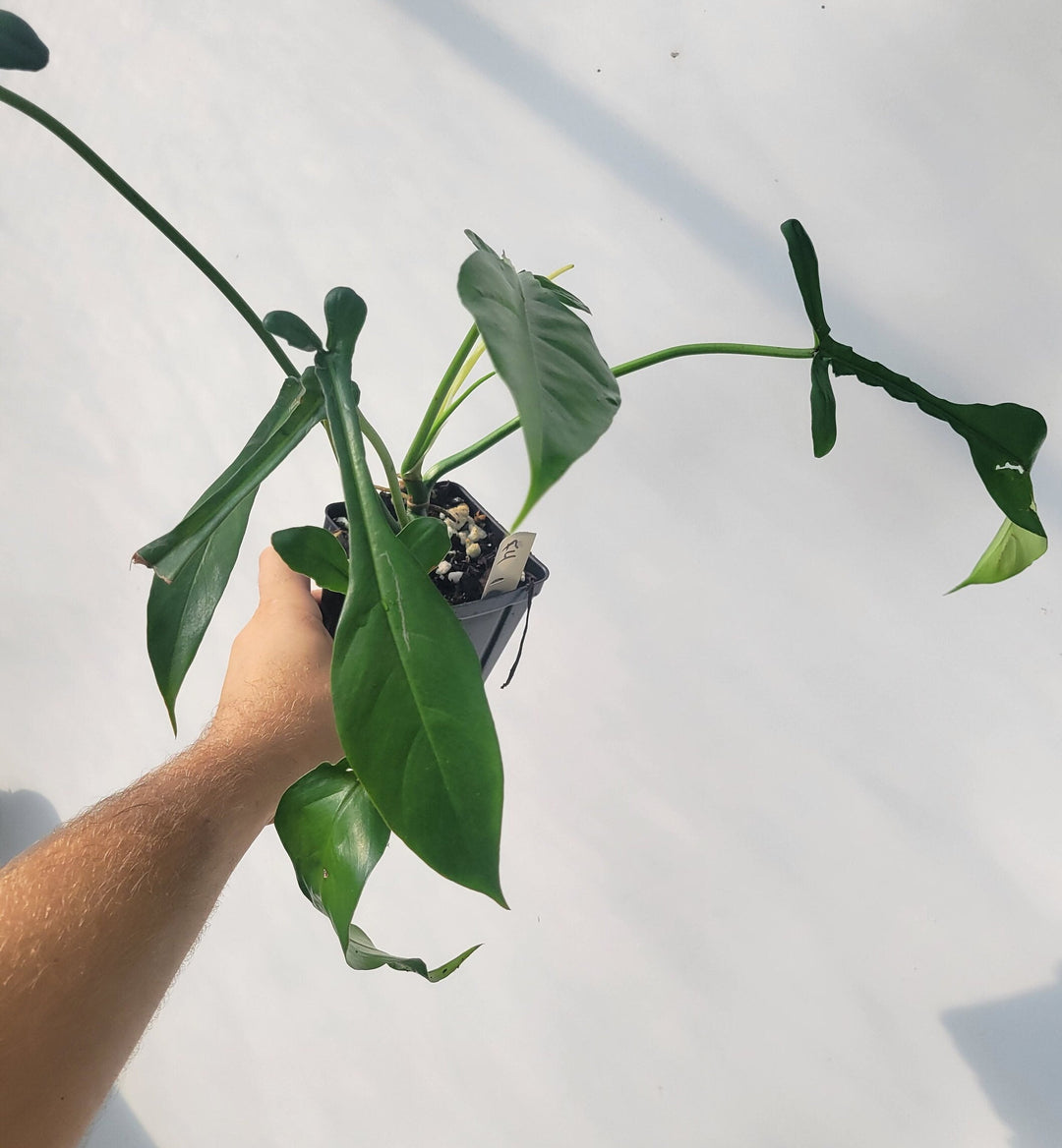 Philodendron Joepii, Very large rooted plant,  exact plant pictured in 4&quot; pot ,  US Seller #f4