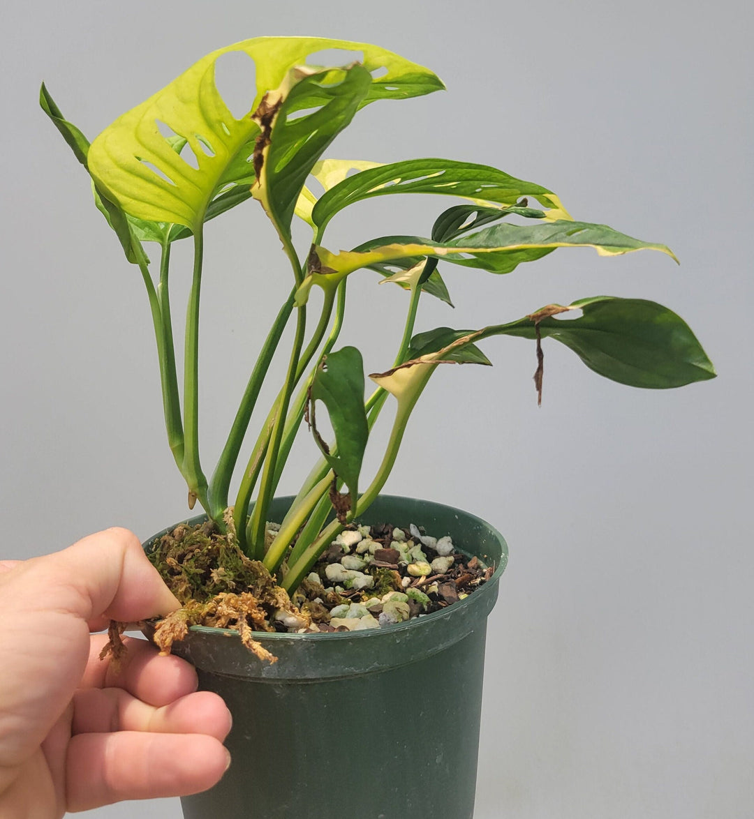 Monstera Adansonii Aurea, Japanese Aurea,  variegated swiss cheese plant, easy tropical plant, plant pictured in 6&quot; pot , US Seller.