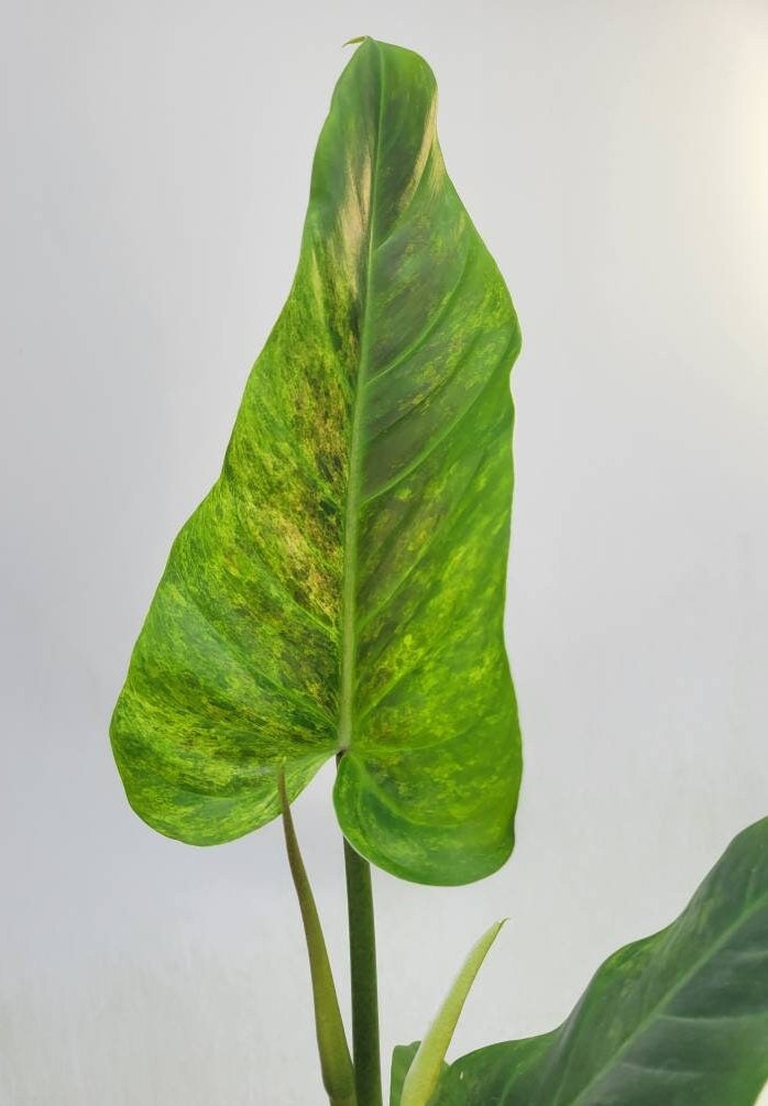 Philodendron Subhastatum Variegated , exaxt plant pictured  USA seller. C59