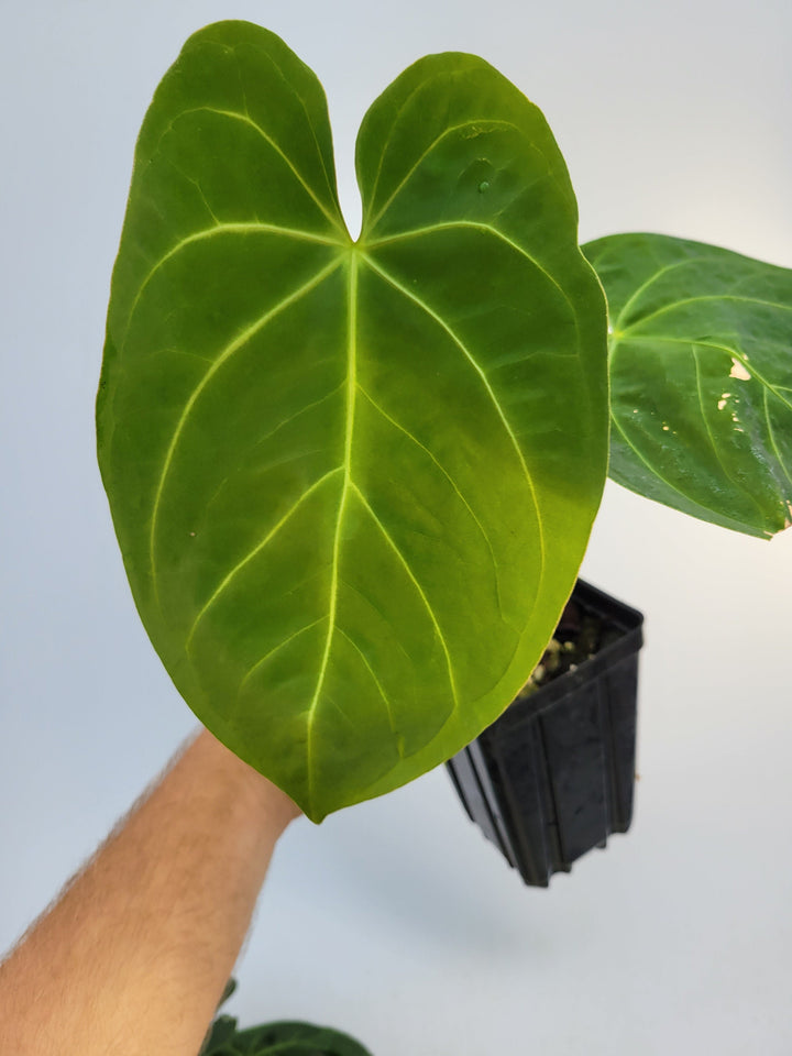 Anthurium Hoffmannii F2 (self crossed) . established ,exact plant pictured ,  seed Grown. US Seller #m7