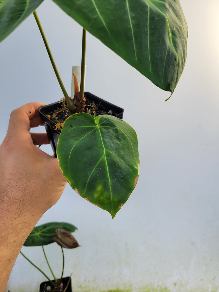 Anthurium Hoffmannii F2 (self crossed) . established ,exact plant pictured ,  seed Grown. US Seller #m9