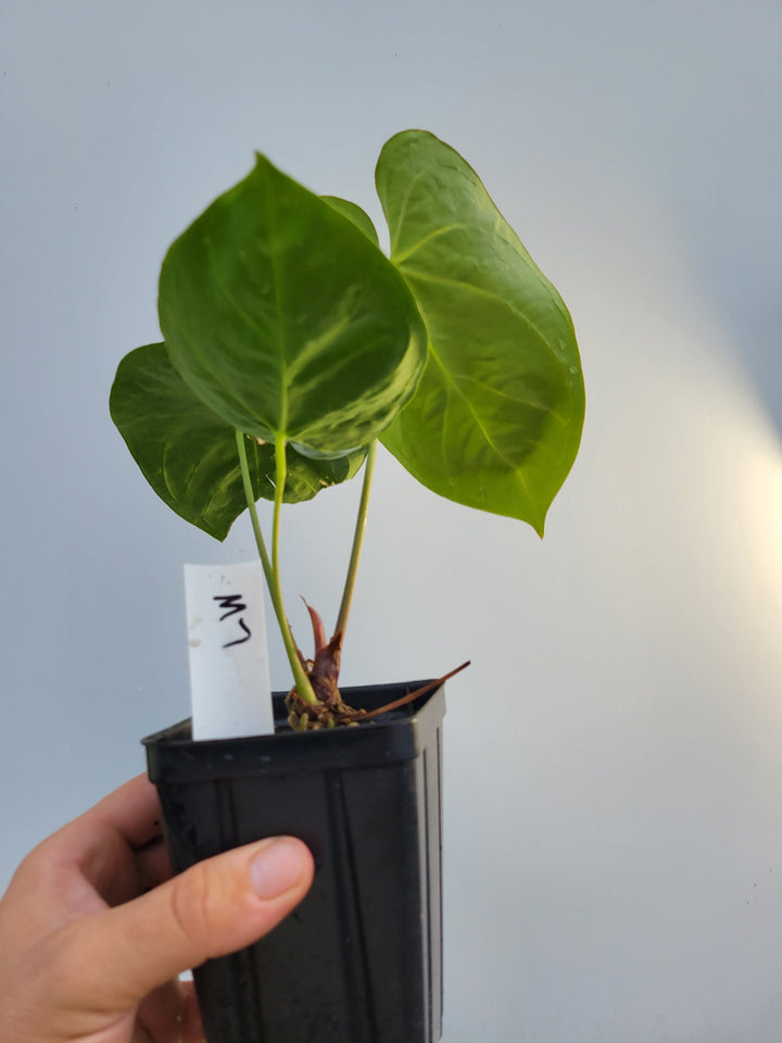 Anthurium Hoffmannii F2 (self crossed) . established ,exact plant pictured ,  seed Grown. US Seller #m7