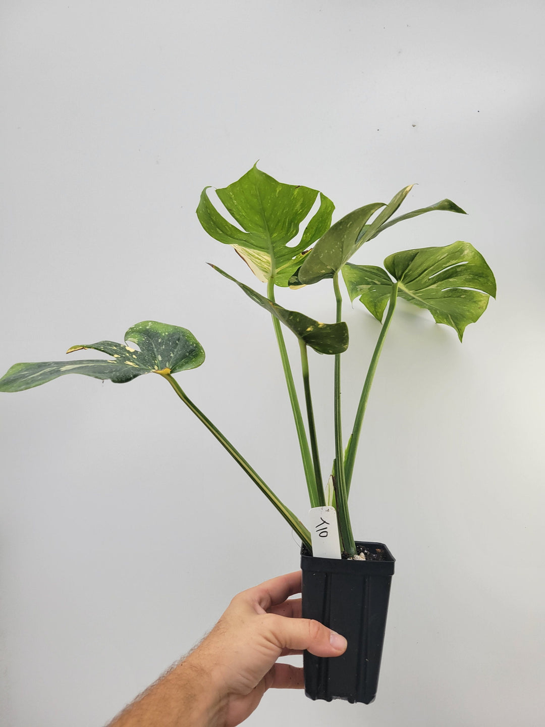 Monstera Thai Constellation, Nice XL size,  Highly variegated, Japanese Cultivar, exact plant pictured  US Seller #T10