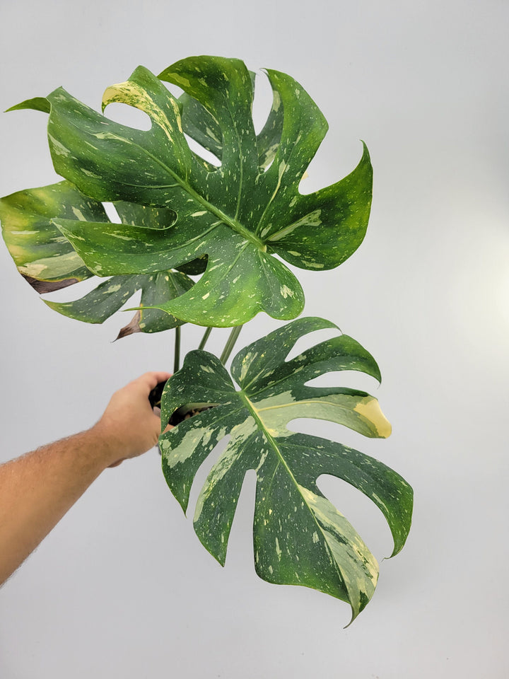 Monstera Thai Constellation, Nice XL size,  Highly variegated, Japanese Cultivar, exact plant pictured  US Seller #T4