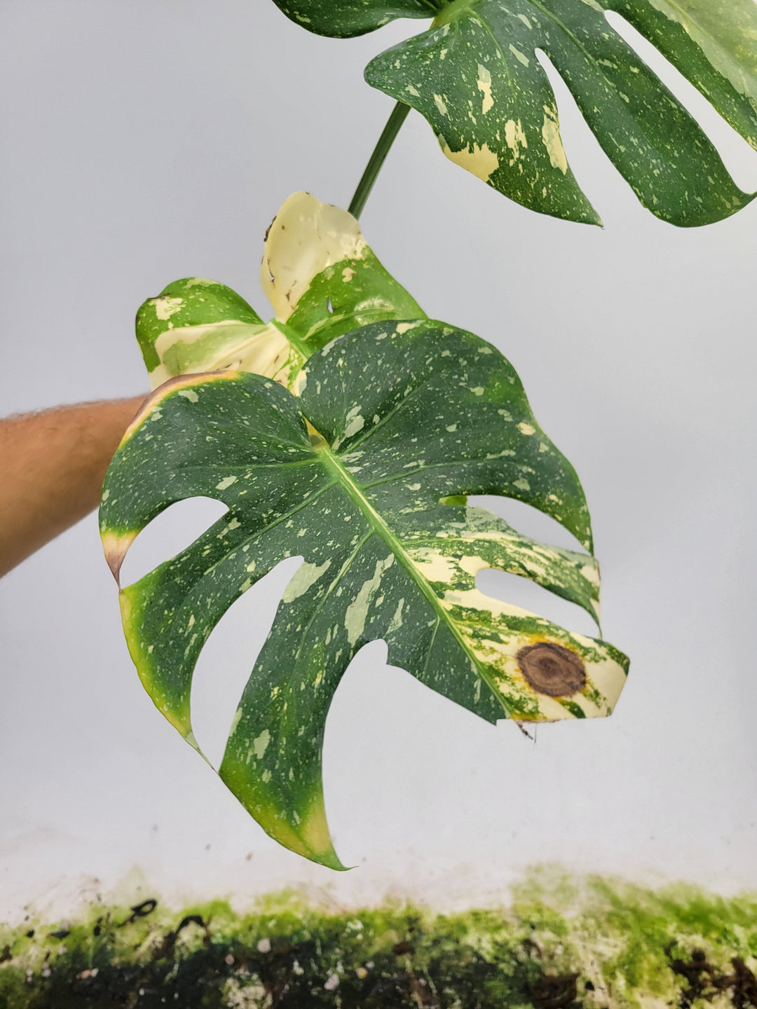 Monstera Thai Constellation, Nice XL size,  Highly variegated, Japanese Cultivar, exact plant pictured  US Seller #T3