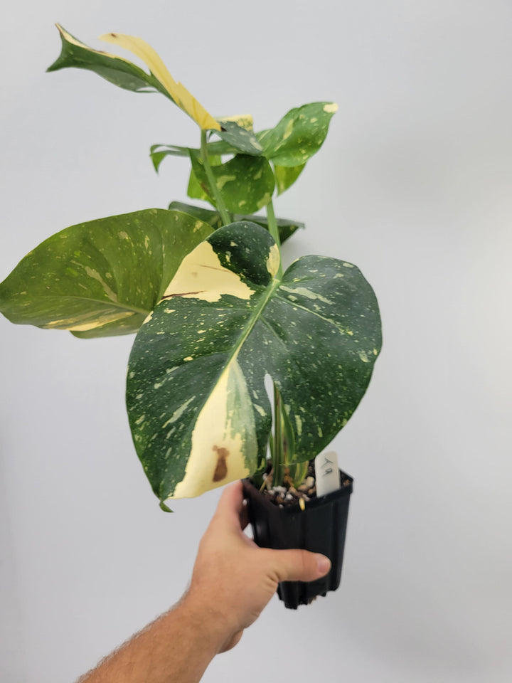 Monstera Thai Constellation, Nice XL size,  Highly variegated, Japanese Cultivar, exact plant pictured  US Seller #T9
