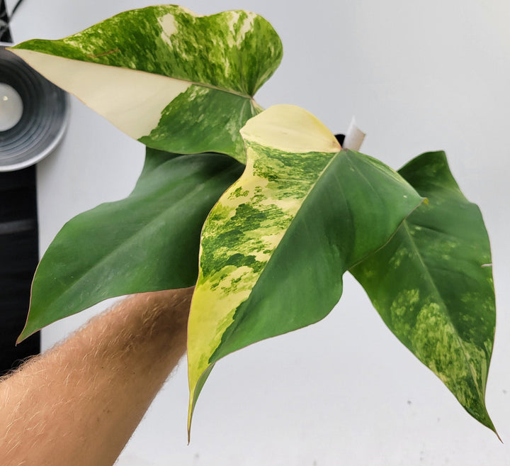 Philodendron Strawberry shake with High Variegation unique collector specimen , established exact pictured  #T38