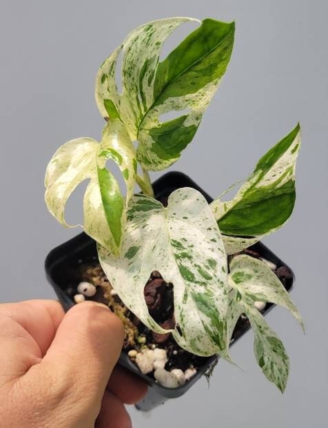 Epipremnum Pinnatum “marble” , Highly Variegated collector plant, starter plant, beautiful houseplant, Grower Choice , US seller - Nice Plants Good Pots