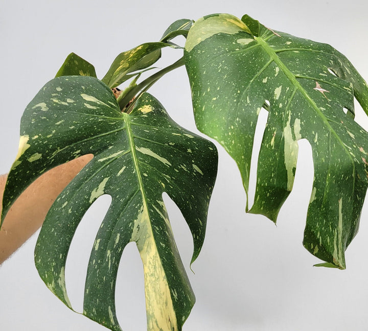 Monstera Thai Constellation, Nice XL size,  Highly variegated, Japanese Cultivar, exact plant pictured  US Seller #F62
