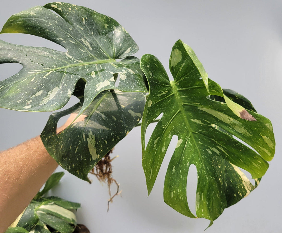 Monstera Thai Constellation, Nice XL size,  Highly variegated, Japanese Cultivar, exact plant pictured  US Seller #F66