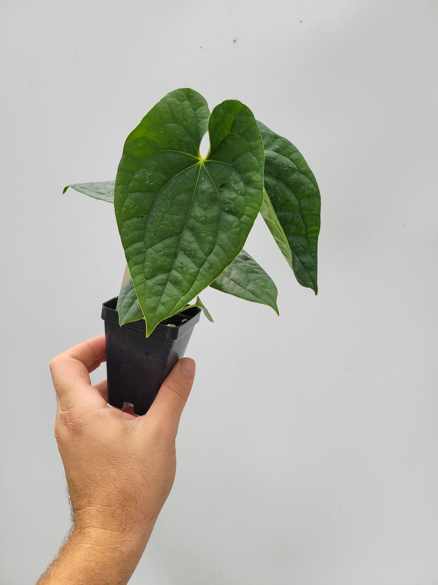 Anthurium Hoffmannii X  Luxurians , New Hybrid by NPGP, exact plant pictured,  seed Grown. US seller, #B16 - Nice Plants Good Pots