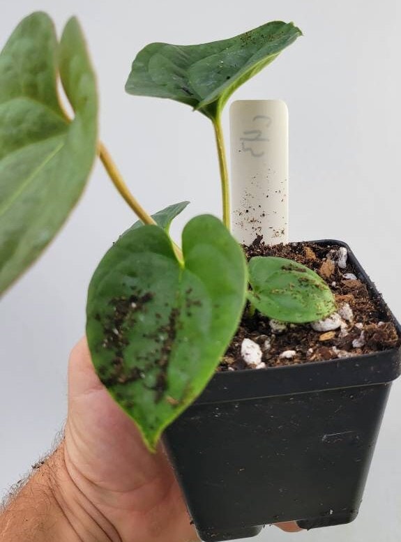 Anthurium Hoffmannii X  Luxurians , New Hybrid by NPGP, exact plant pictured,  seed Grown. US seller,  #C43