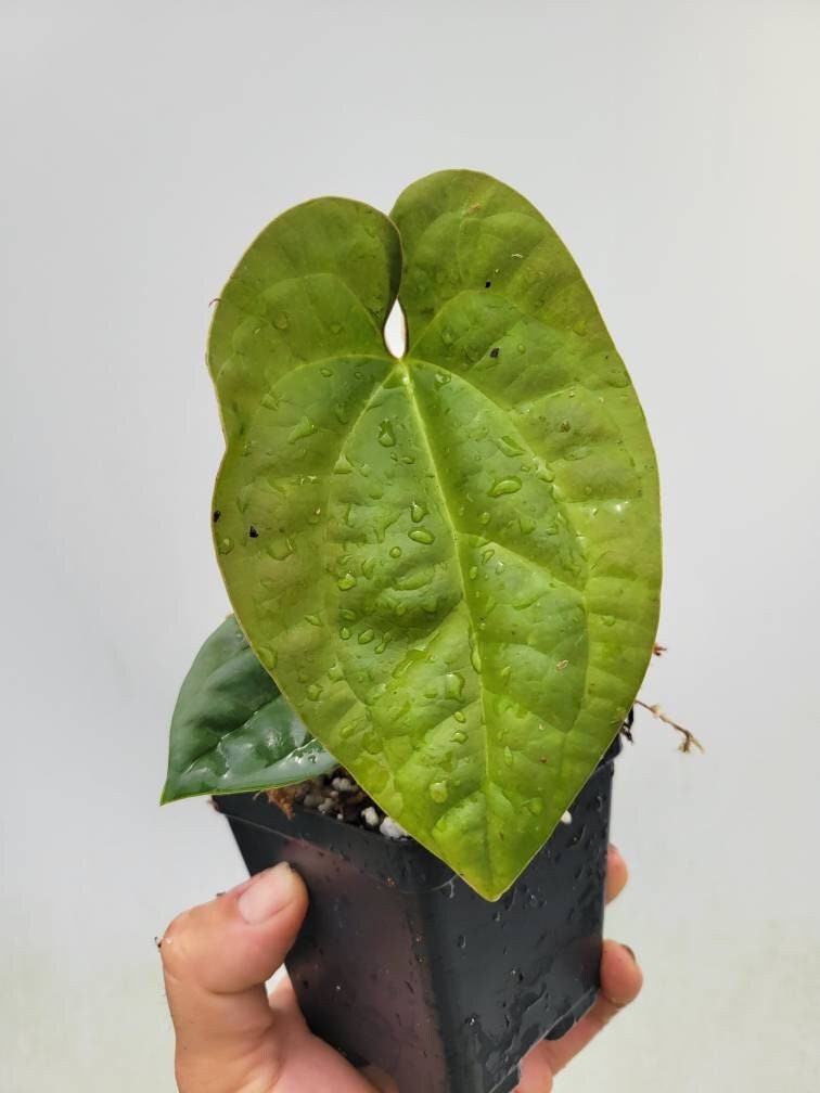 Anthurium Hoffmannii X  Luxurians , New Hybrid by NPGP, exact plant pictured,  seed Grown. US seller, #C35 - Nice Plants Good Pots