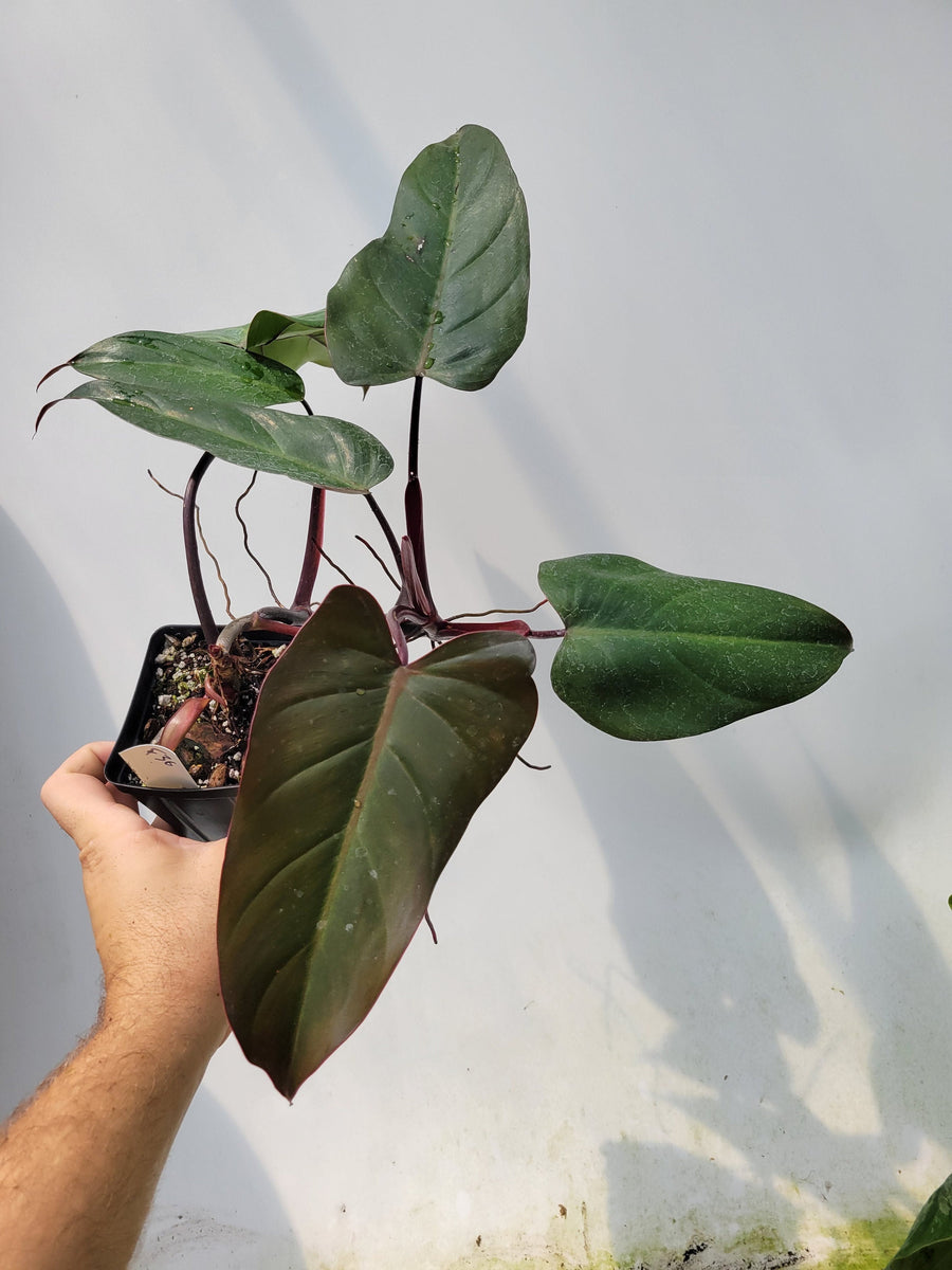 Philodendron Dark Lord, Nice Size,  Mature foliage, rooted and established,  exact plant pictured in 4&quot; pot ,US Seller #F36 - Nice Plants Good Pots